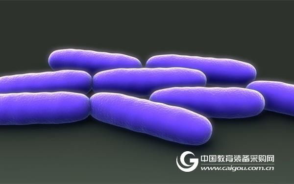 Gut bacteria and human cells "speak the same language"