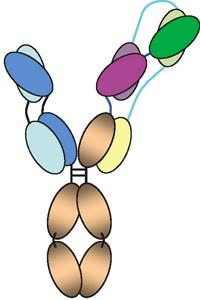 Science: "3 in 1" new antibody, effective against multiple HIV