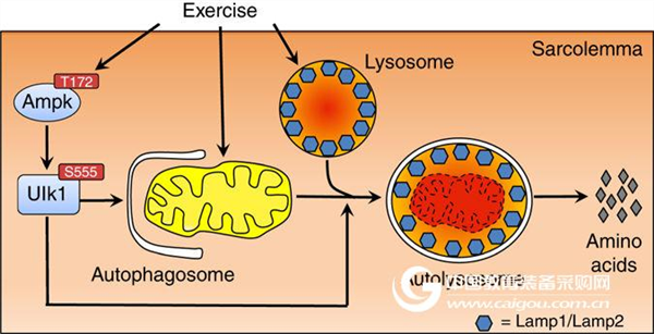 Why can sports live longer? The answer lies in - mitochondrial autophagy