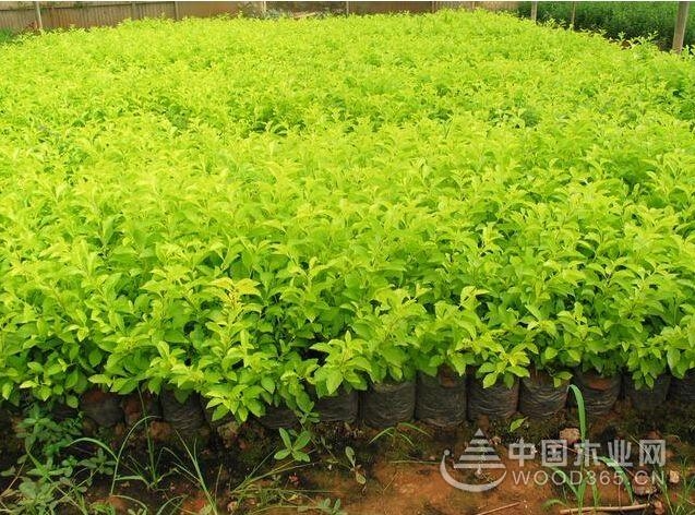 Gold leaf producing area and cultivation method