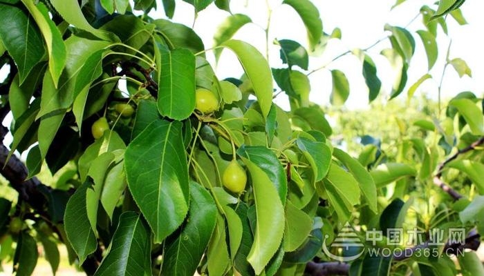 The use and role of pear trees