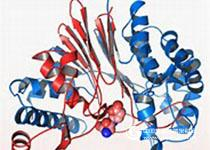 Scientists study the mapping of protein interactions to understand the causes of disease