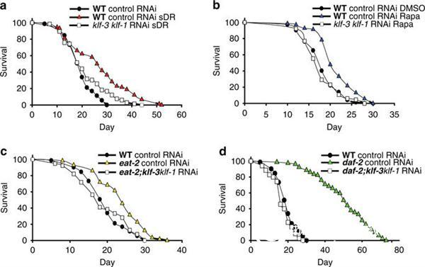 Improve autophagy management and extend mammalian life