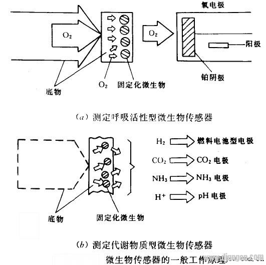 Microbial sensor