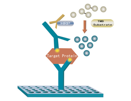 ELISA kit principle