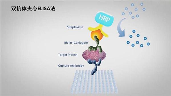 SOD ELISA Kit Image