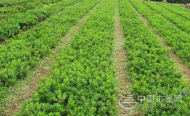 Introduction to the price and cultivation method of boxwood seedlings