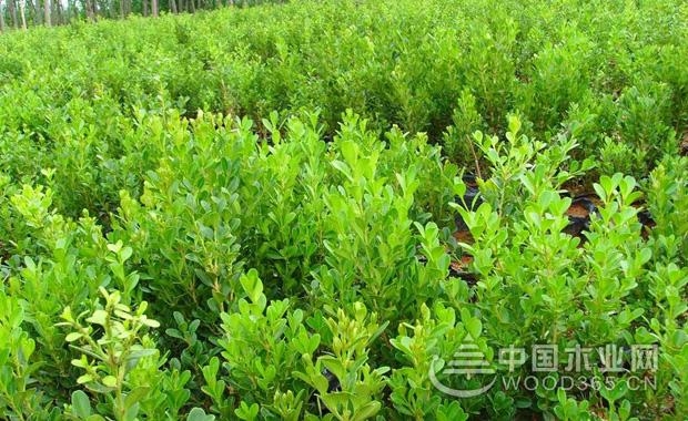 Introduction to the price and cultivation method of boxwood seedlings