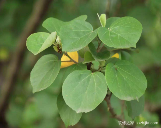 æœ¨æ§¿èŠ±å¶å­å‘é»„æ€Žä¹ˆåŠž