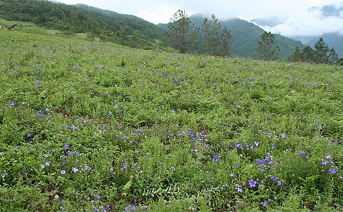 Summary of symptoms and control methods of main diseases and insect pests of Platycodon grandiflorum