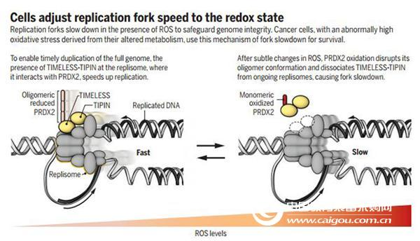 Science cracks how DNA replication speed regulates and can be used to fight cancer