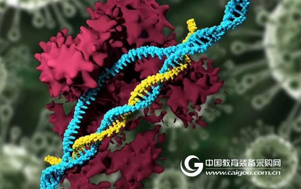 MIT develops a safe and efficient gene editing delivery system