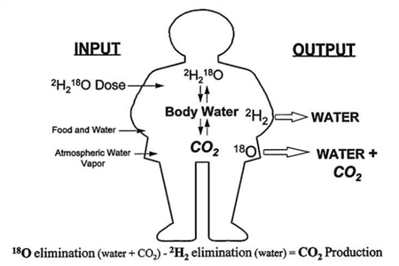Application of ABB LGR analyzer and double standard water method to significantly promote the assessment of human energy expenditure
