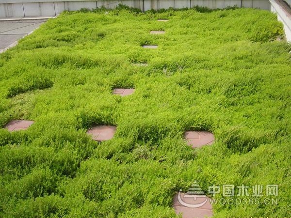 Buddha grass habit and method of planting grass