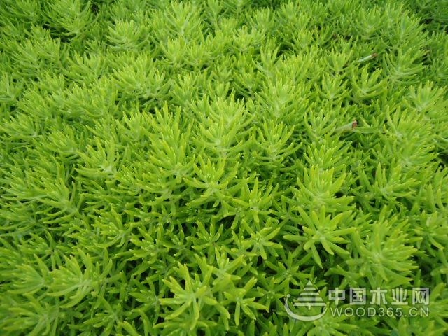 Buddha grass habit and method of planting grass