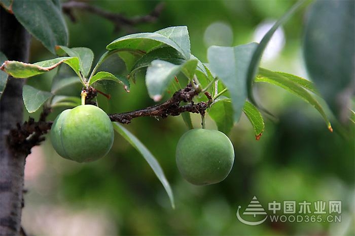 The efficacy, function and consumption contraindications of green plum