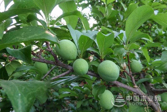 The efficacy, function and consumption contraindications of green plum