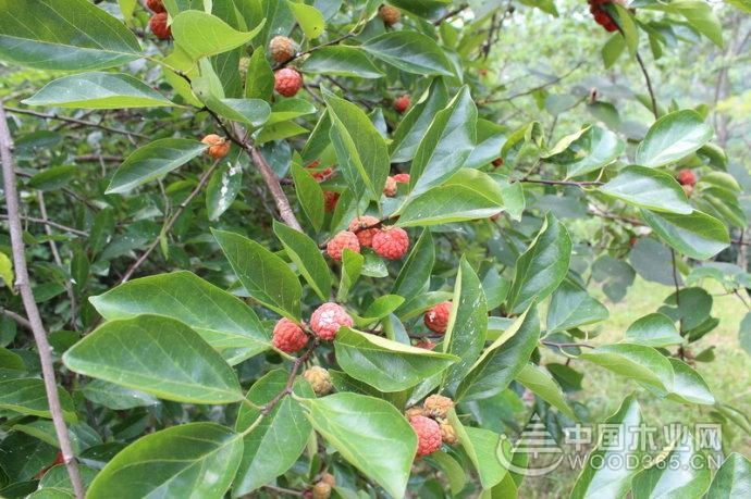 Introduction of Eucalyptus Knowledge and Eucalyptus Fruits