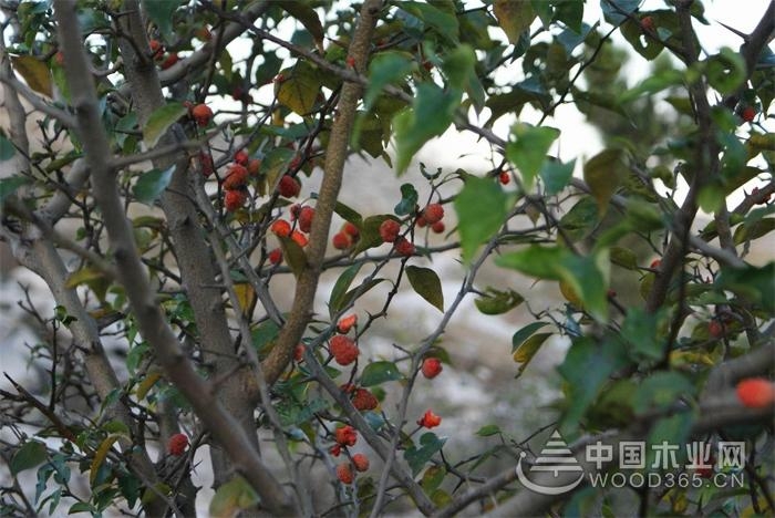 Introduction of Eucalyptus Knowledge and Eucalyptus Fruits