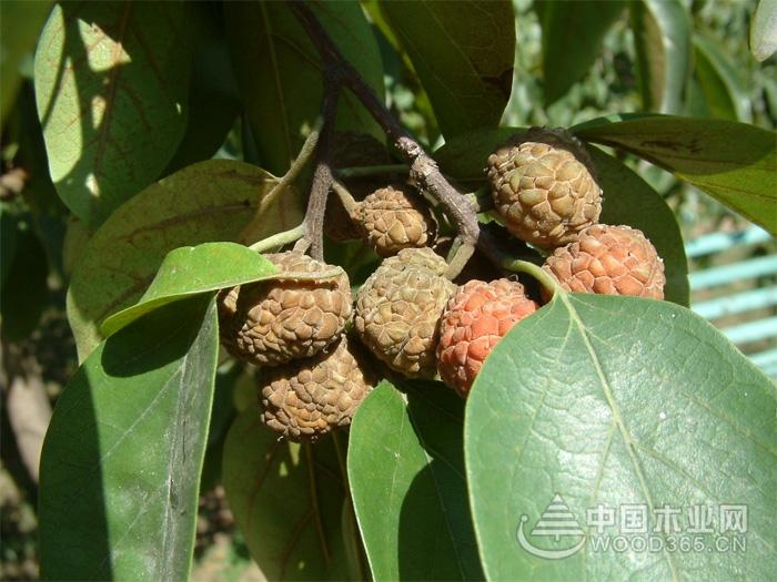 Introduction of Eucalyptus Knowledge and Eucalyptus Fruits