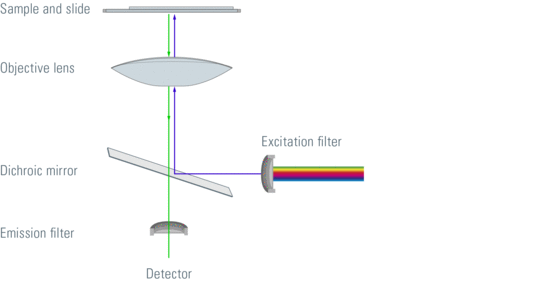 Leica Microscope: Introduction to Fluorescence Microscopy