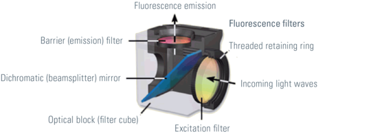 Leica Microscope: Introduction to Fluorescence Microscopy