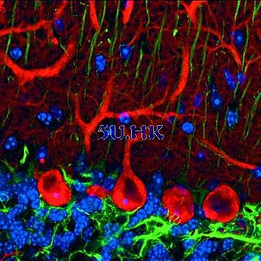 Leica Microscope: Introduction to Fluorescence Microscopy