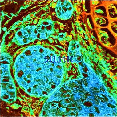 Leica Microscope: Introduction to Fluorescence Microscopy