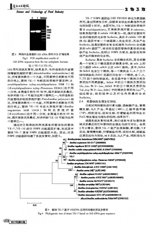 Identification of Endophytic Bacteria of Asparagus in Yanshenghai Based on NRPS Functional Gene Screening