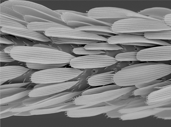 Analysis of the principle and application of electron microscope coating technology