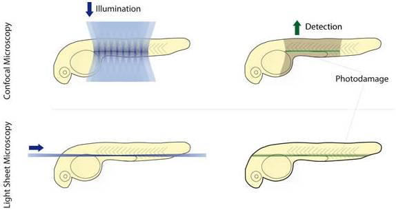 I understand the past and present life of the light microscope