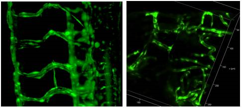 I understand the past and present life of the light microscope