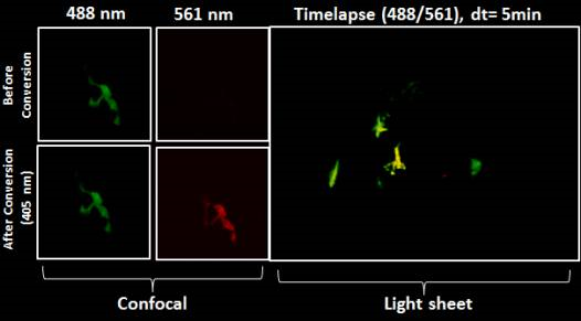 I understand the past and present life of the light microscope