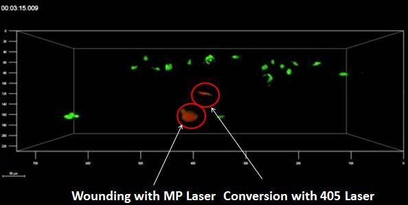 I understand the past and present life of the light microscope