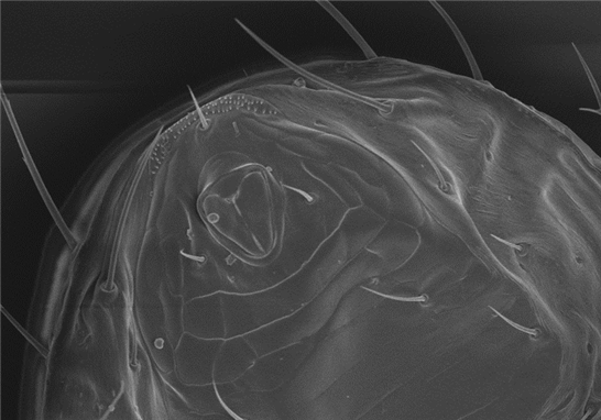 Analysis of the principle and application of electron microscope coating technology