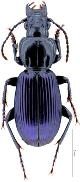 Leica Microscope reveals the history of environmental adaptation of ground beetles in high mountains