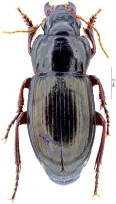 Leica Microscope reveals the history of environmental adaptation of ground beetles in high mountains