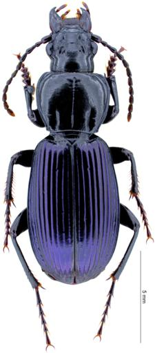 Leica Microscope reveals the history of environmental adaptation of ground beetles in high mountains