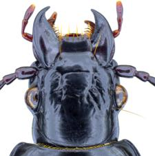 Leica Microscope reveals the history of environmental adaptation of ground beetles in high mountains