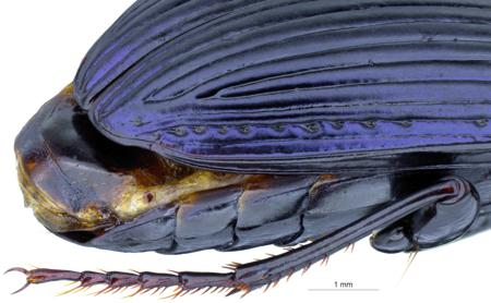 Leica Microscope reveals the history of environmental adaptation of ground beetles in high mountains