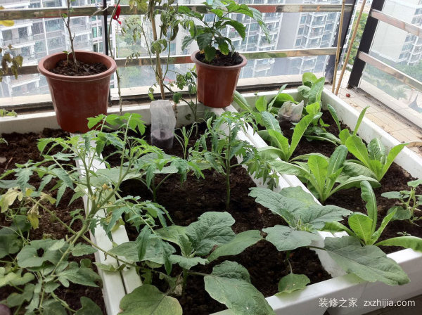 å®¶åº­é˜³å°ç§èœ