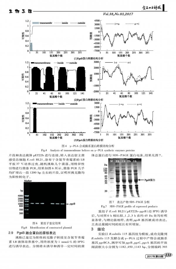 Cloning and expression of a novel food additive Î³-polyglutamate synthase gene