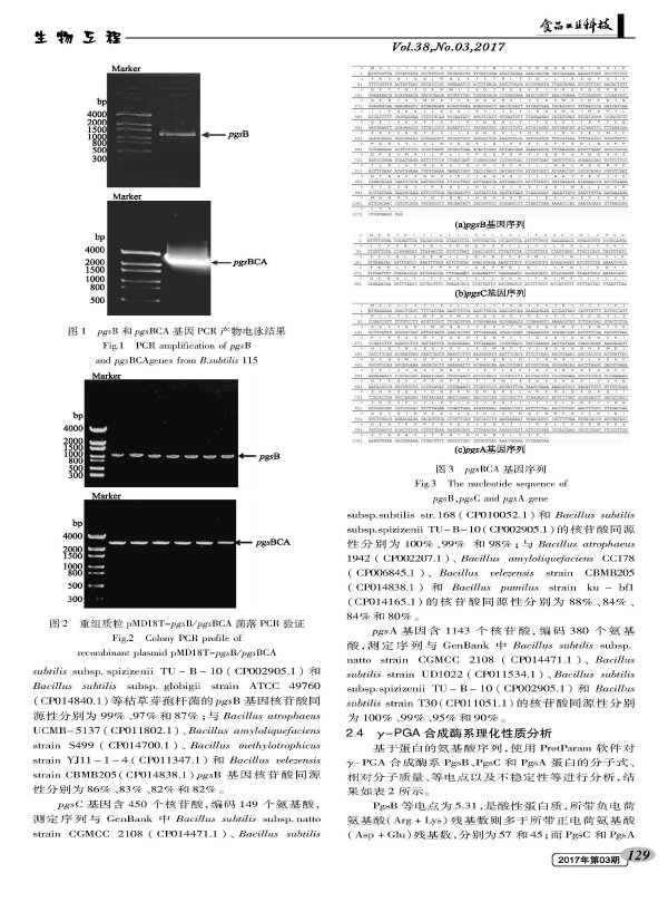 Cloning and expression of a novel food additive Î³-polyglutamate synthase gene