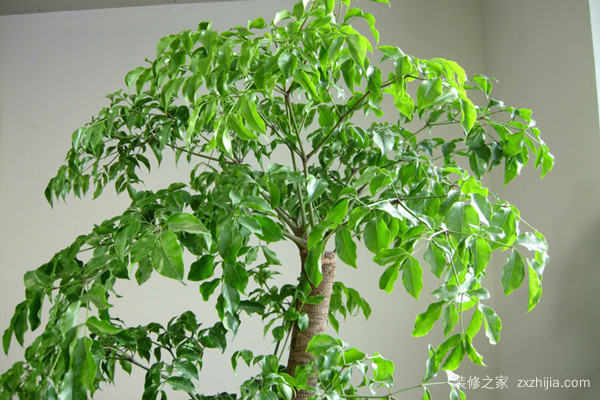 å®¢åŽ…å…»ä»€ä¹ˆèŠ±å’Œæ¤ç‰©å¥½