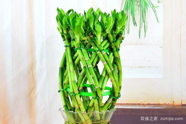 å®¢åŽ…å…»ä»€ä¹ˆèŠ±å’Œæ¤ç‰©å¥½