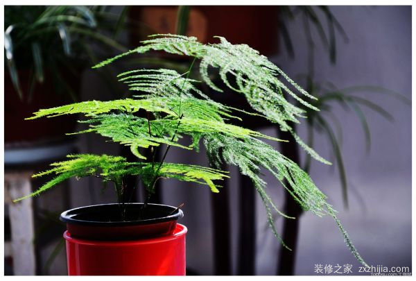 å®¢åŽ…å…»ä»€ä¹ˆæ¤ç‰©æœ€å¥½