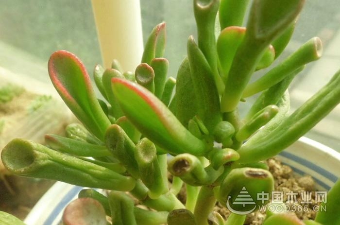 How to breed the leaves of the flower