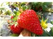 Has strawberry become the most "dirty" fruit? Experts pointed out that there are no pesticides that are not equal to insecurity