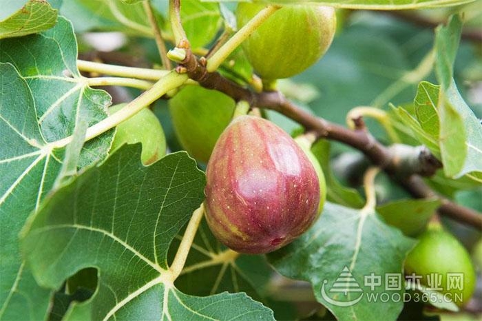Fig planting and precautions and points