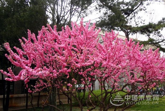 Planting points and precautions of æ¦†å¶æ¢…